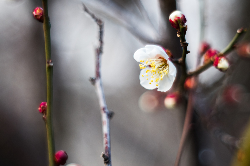 白梅の開花