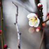 白梅の開花