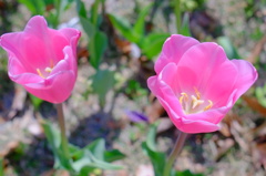 チューリップの花二輪