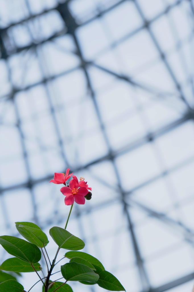 温室で育つ花