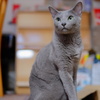 russian blue