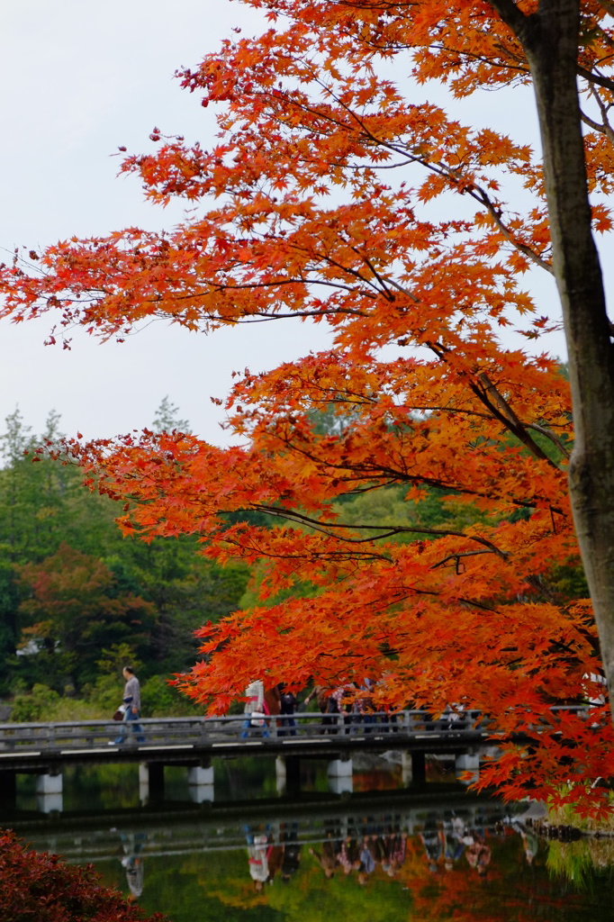 紅葉、池、橋