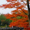 紅葉、池、橋