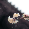 雪に降られた梅