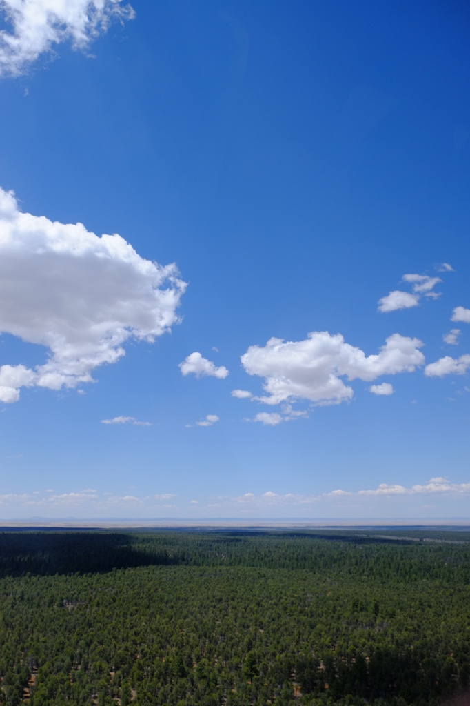 森と空