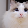 ragdoll cat