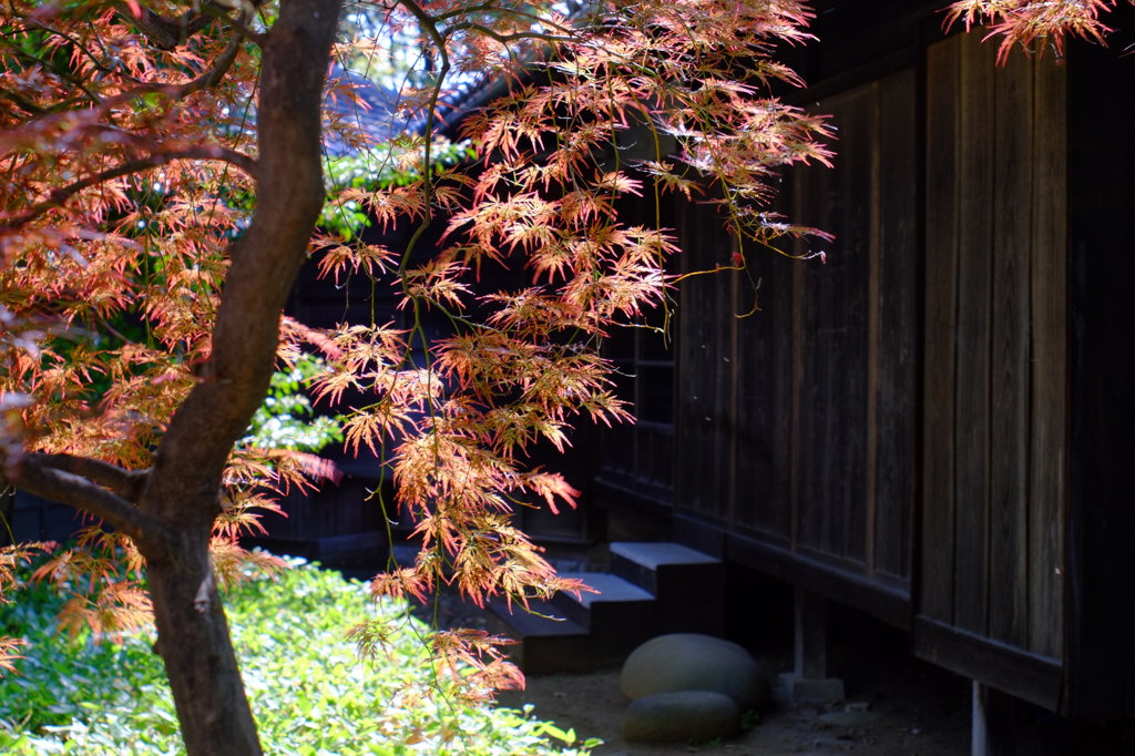 春紅葉