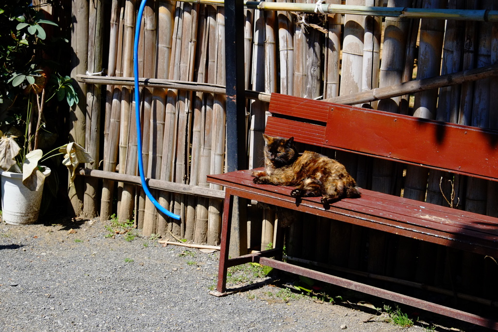 ひなたぼっこ