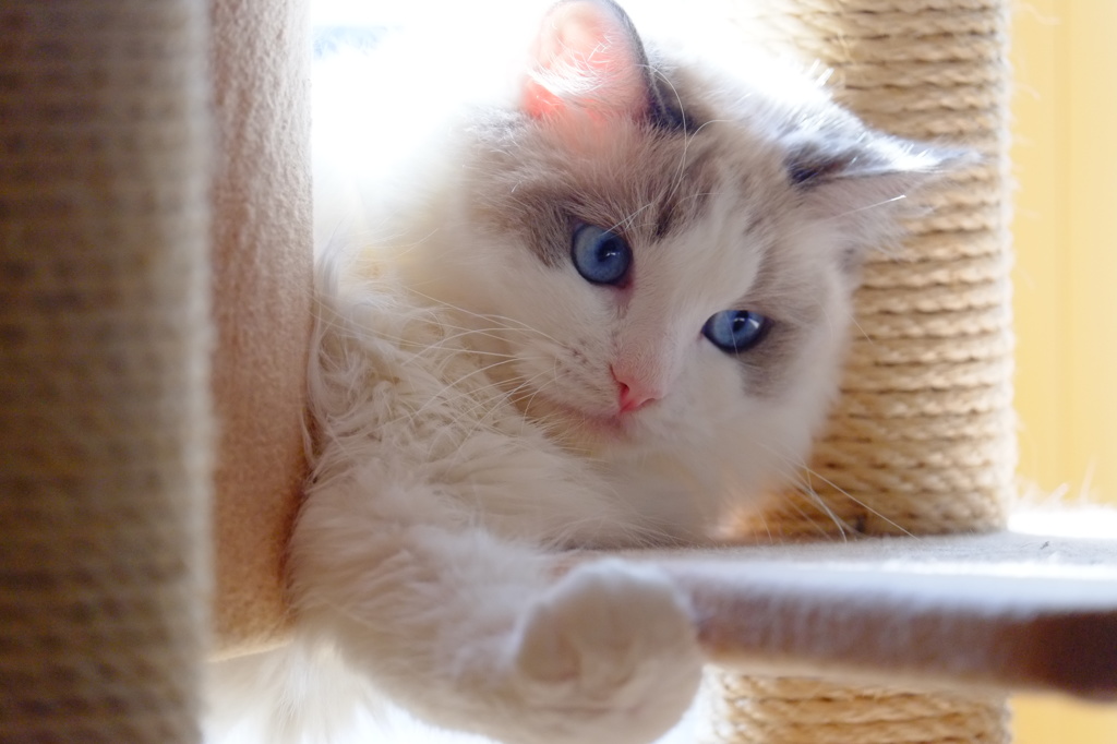 構えて・・