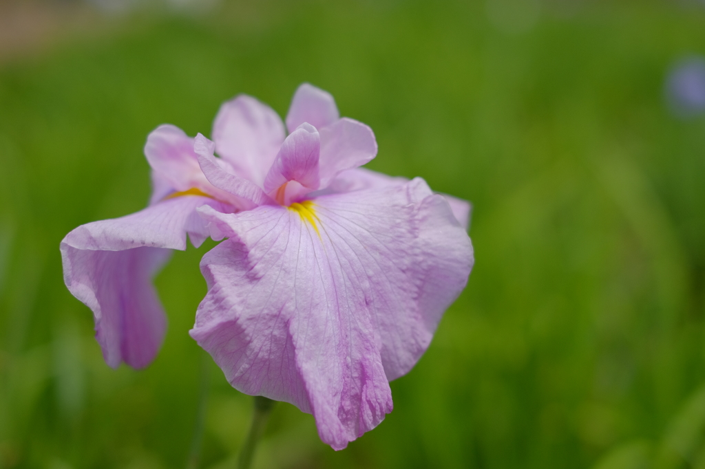 花菖蒲