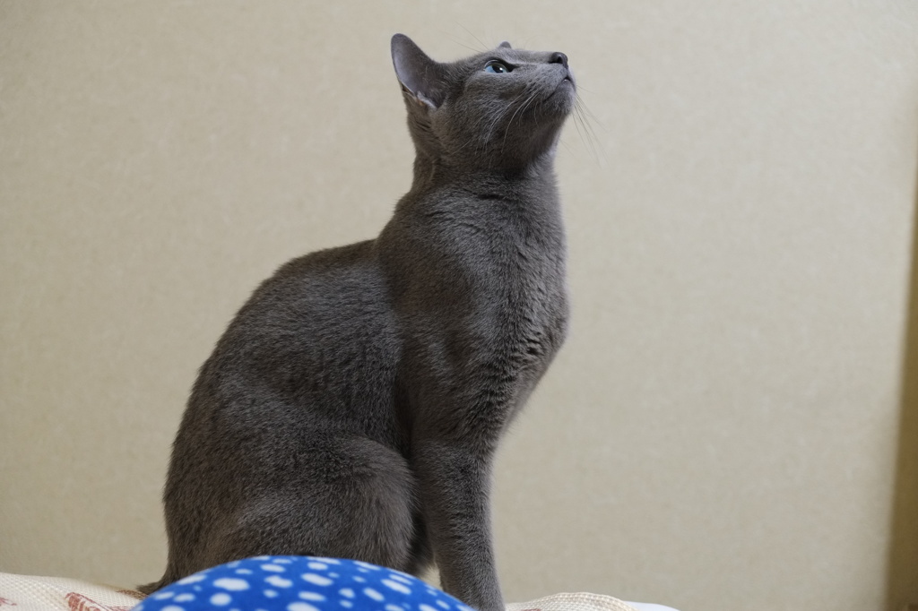 上を向いて