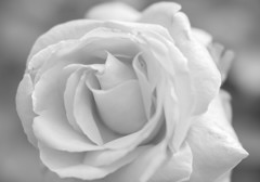 無垢薔薇
