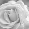 無垢薔薇