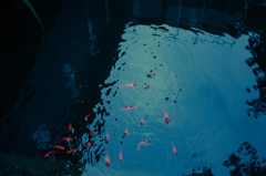 金魚