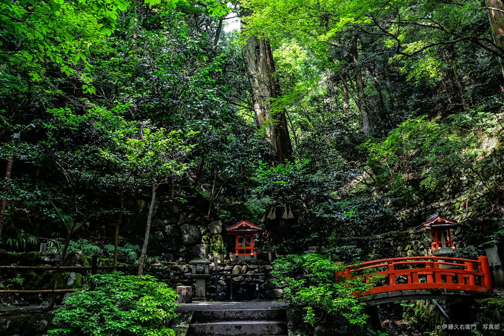 鞍馬寺への道中の森