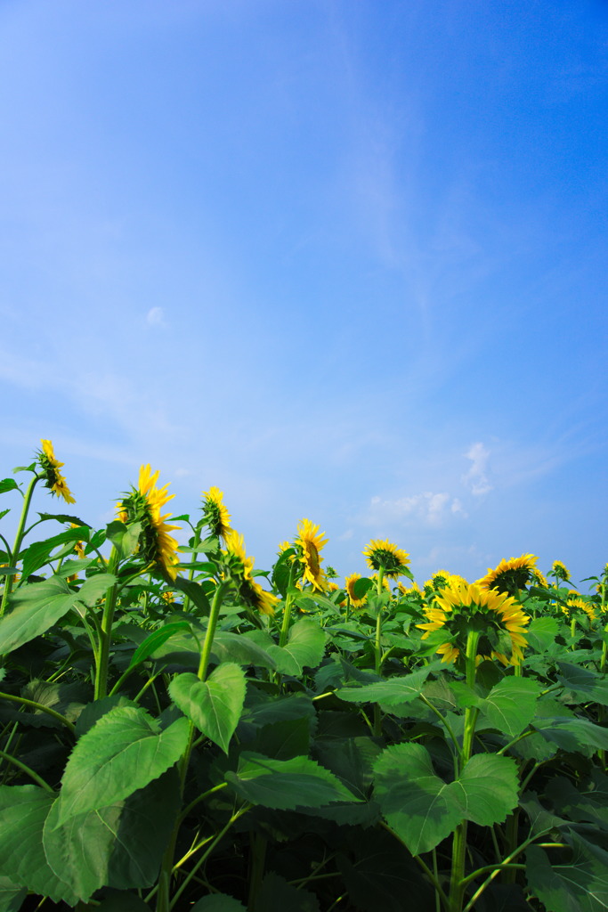 向日葵たちの夏空