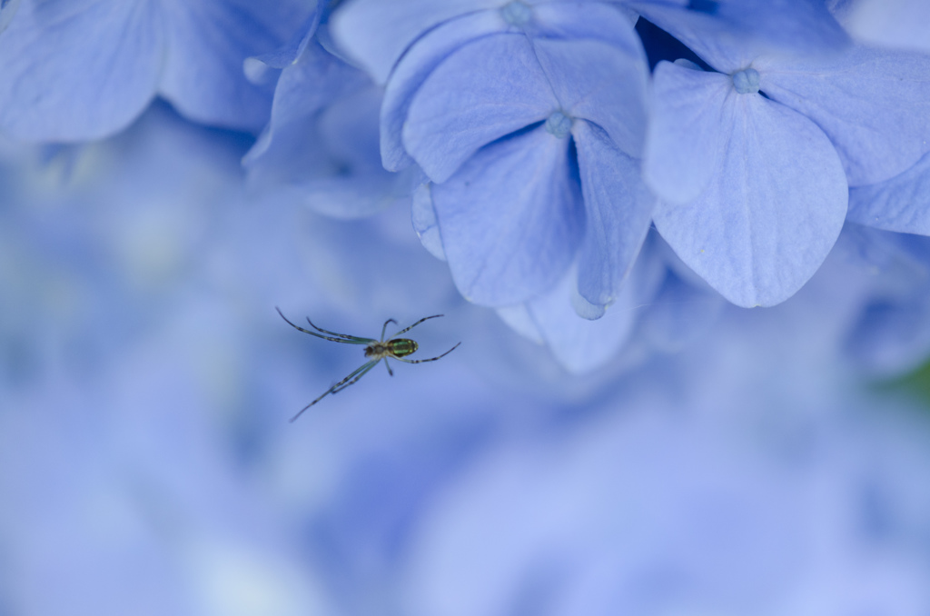 紫陽花遊泳