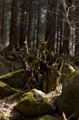 森の王冠