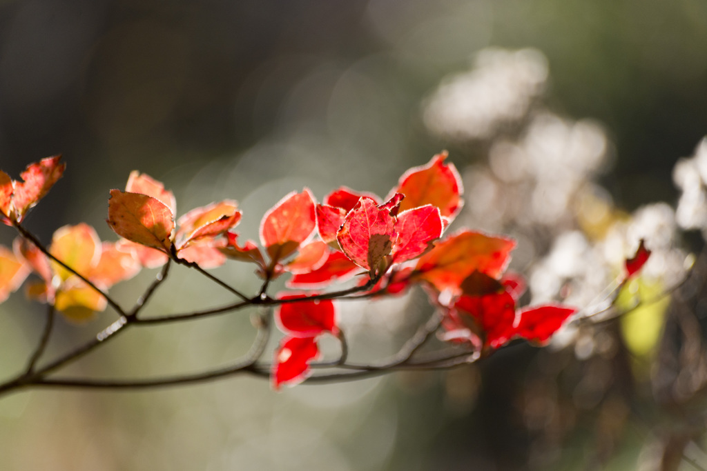 The autumn red