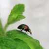 てんとう虫