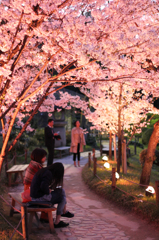 夜桜