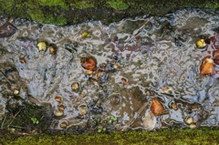 水路の弥生