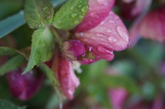 春の雨と花