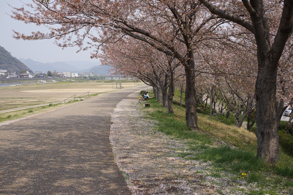 春の川沿い