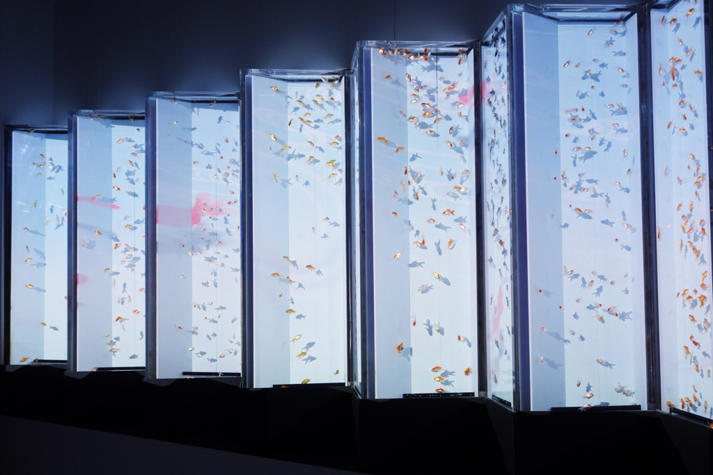 金沢アートアクアリウム　5