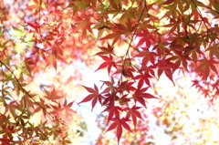 紅葉