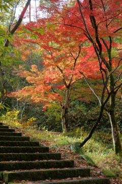 紅葉