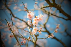 梅の花で春気分