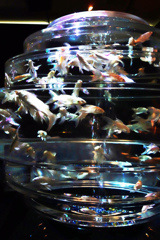 金沢アートアクアリウム　1