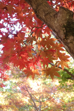 紅葉
