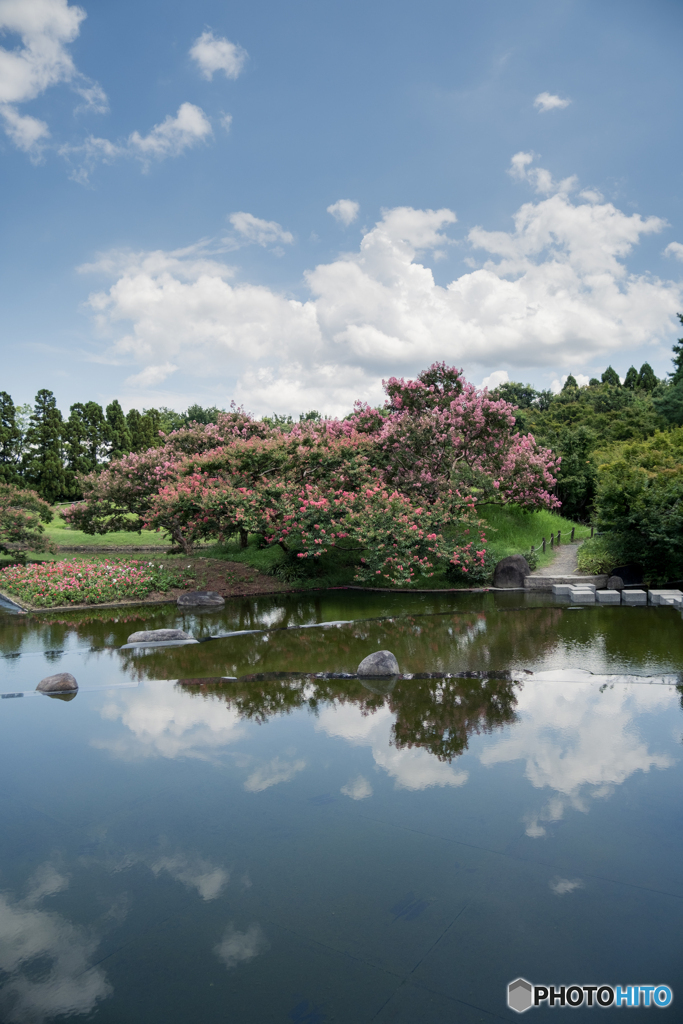 朱雀の庭の百日紅