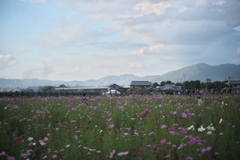 京都丹波/亀岡　夢コスモス園