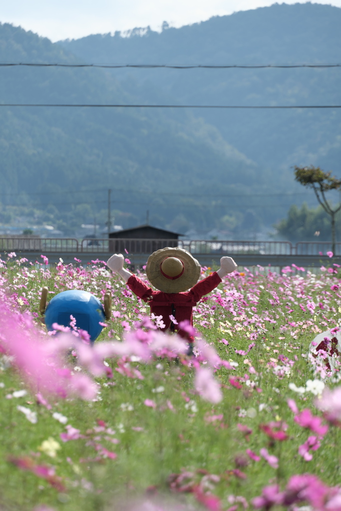 夢コスモス園