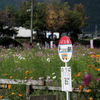 夢コスモス園