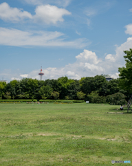 梅小路公園から見える京都タワー