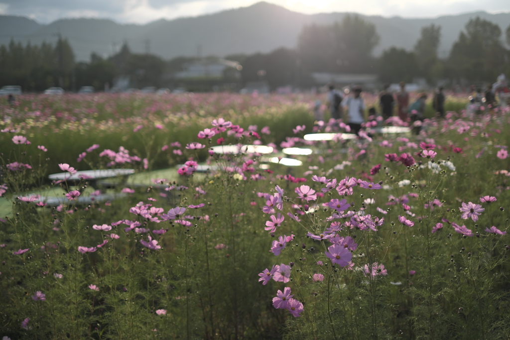 夢コスモス園