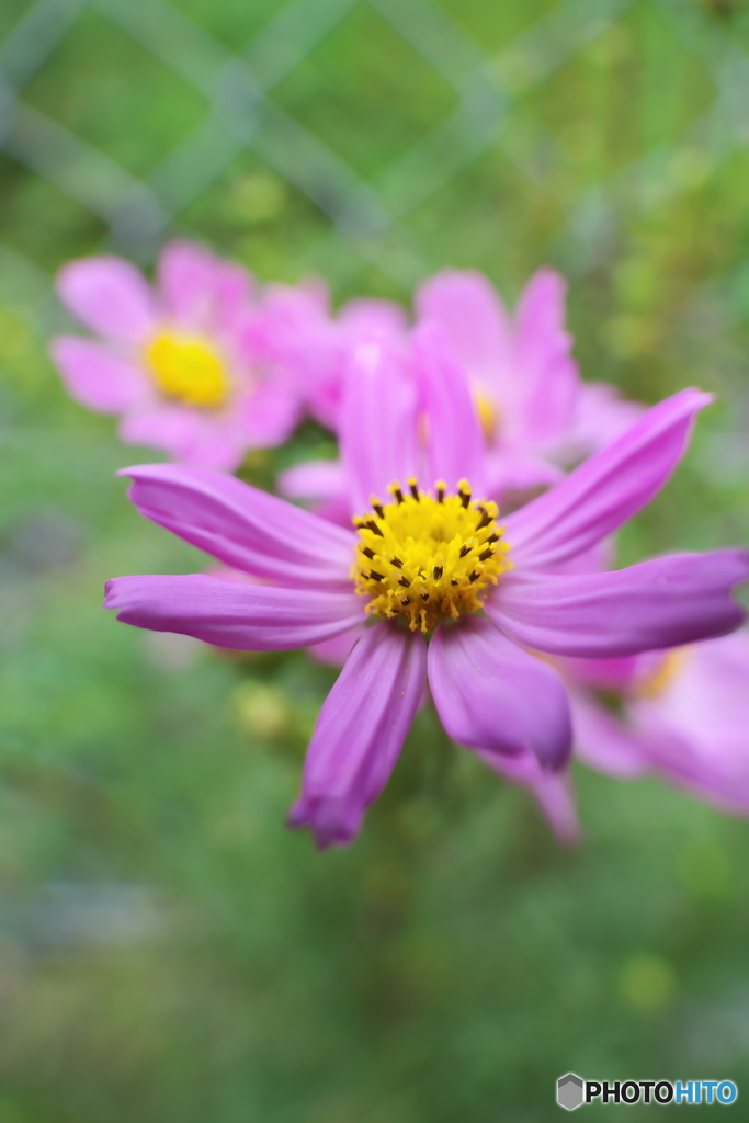 秋桜