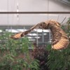 飛びかけ