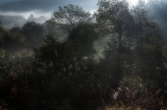 Lost Forest