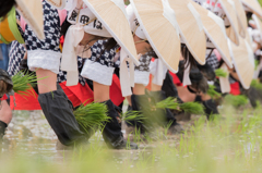 「田植」