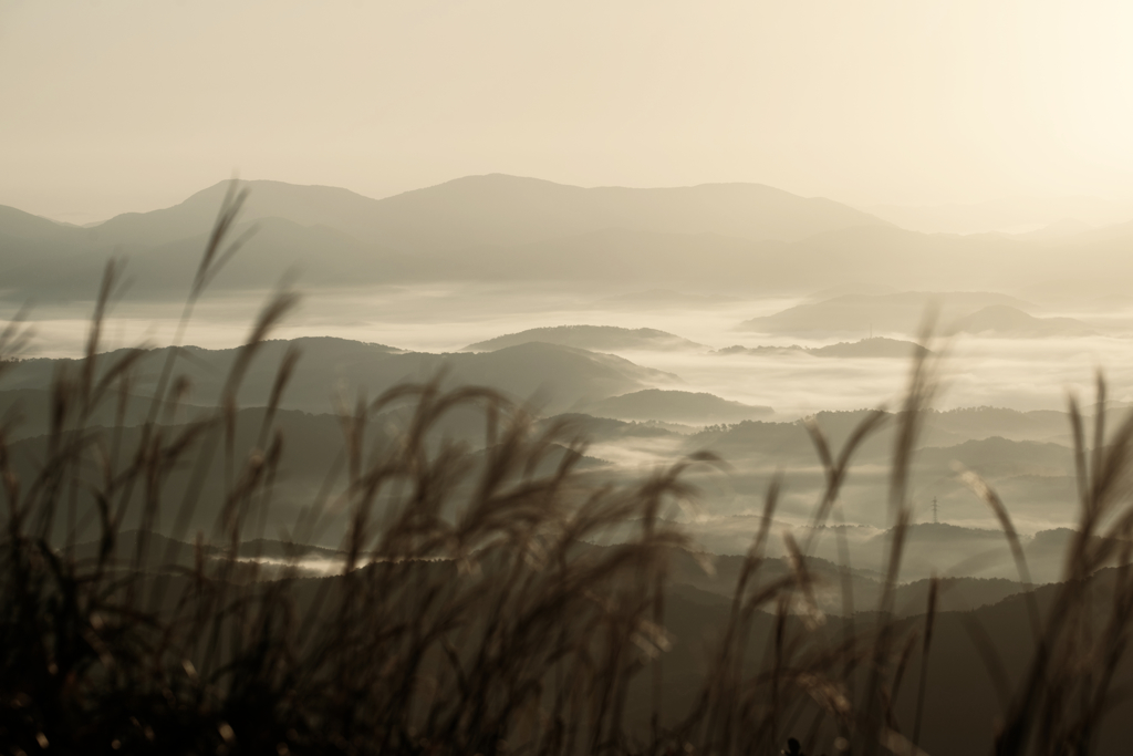 silver grass