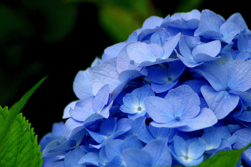 IMGP09978