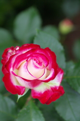 IMGP7799