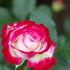 IMGP7799