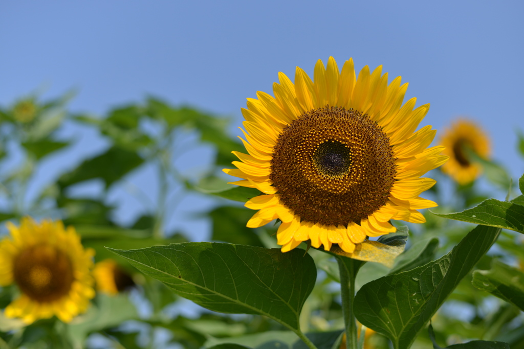 SunFlower( ´艸｀)