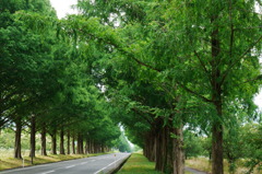ﾒﾀｾｺｲﾔ並木道